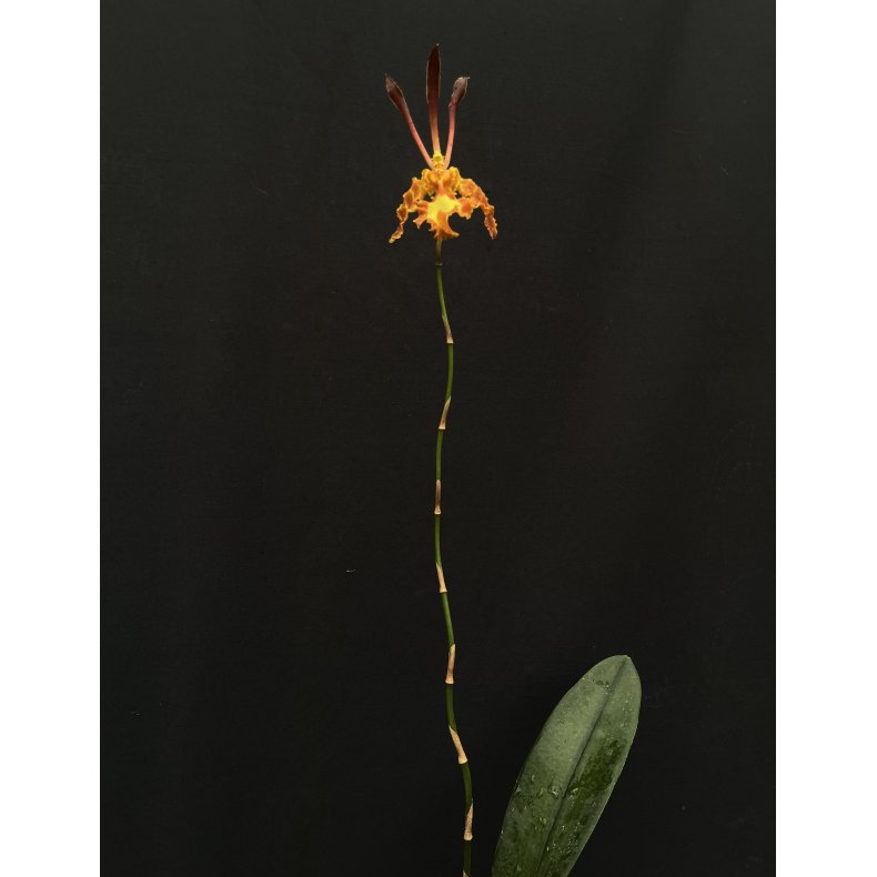 Psychopsis/ Oncidium Mariposa