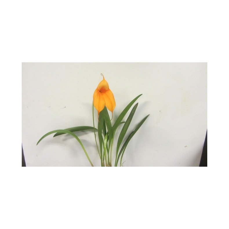 Masdevallia Hybrid