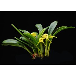 Masdevallia chasei