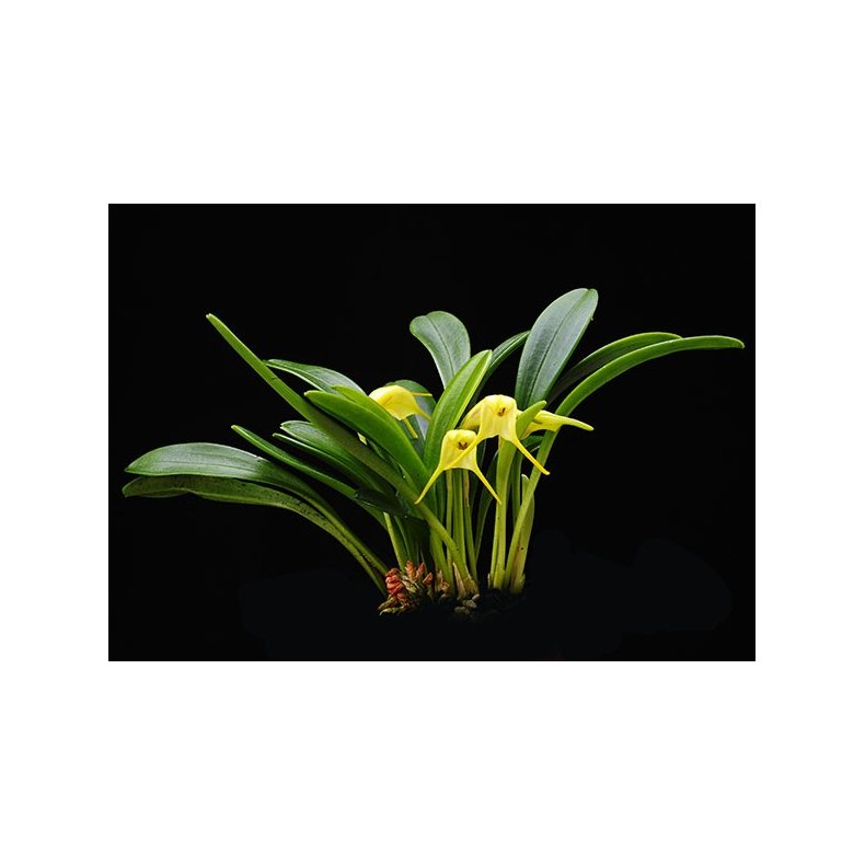 Masdevallia chasei