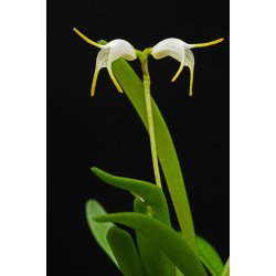 Masdevallia chasei