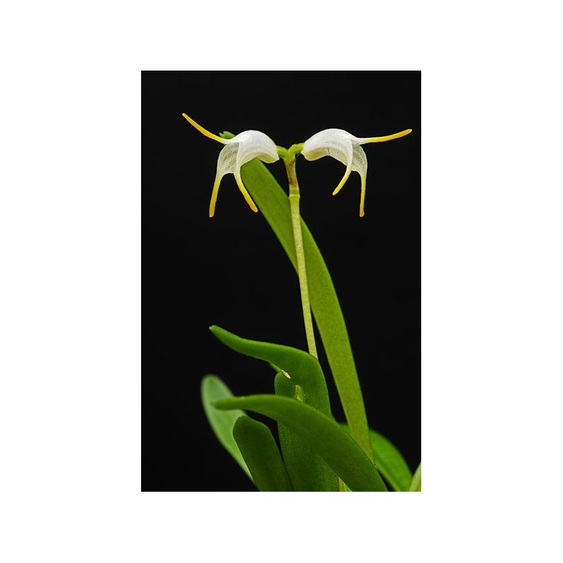 Masdevallia chasei