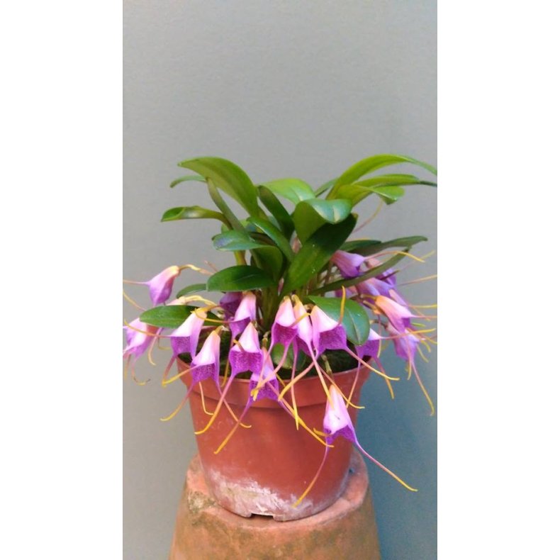 Masdevallia glandulosa