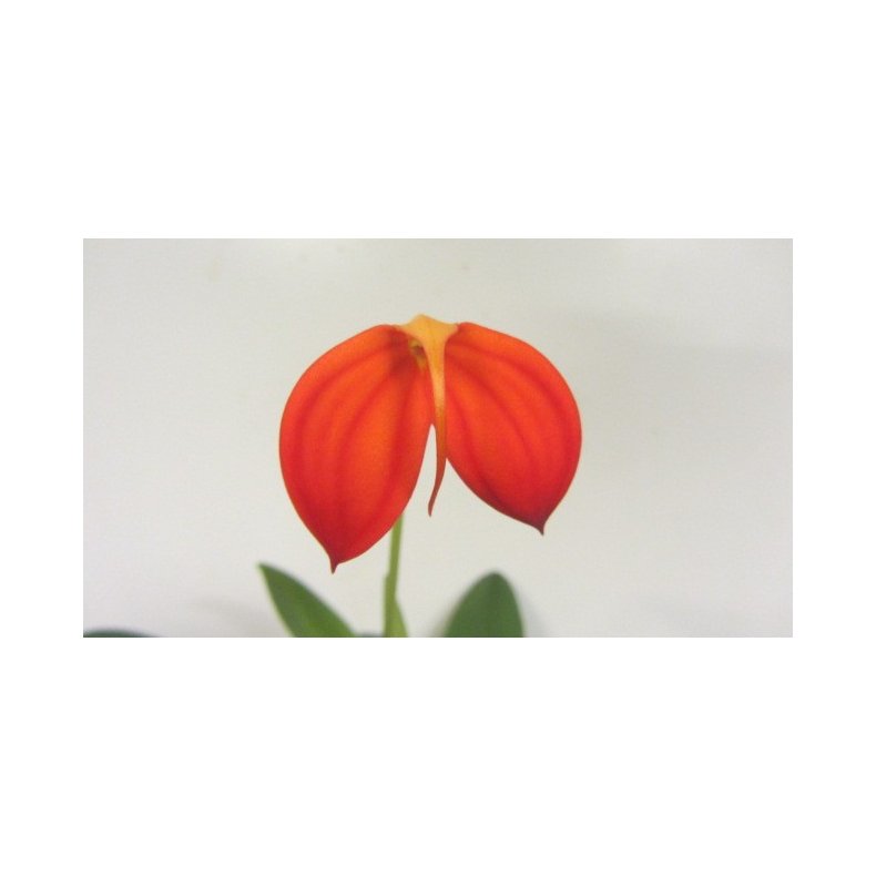 Masdevallia ignea
