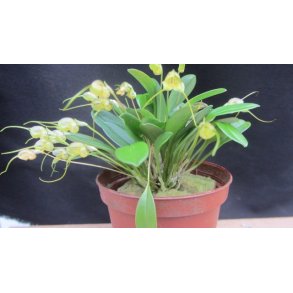 Masdevallia nidifica 'alba'
