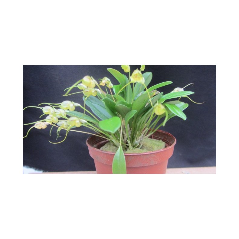 Masdevallia nidifica 'alba'