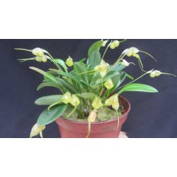 Masdevallia nidifica 'alba'