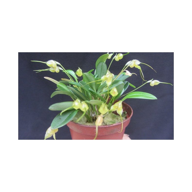 Masdevallia nidifica 'alba'