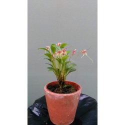 Masdevallia nidifica 'alba'