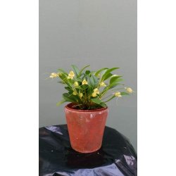 Masdevallia nidifica 'alba'