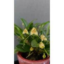 Masdevallia nidifica 'alba'