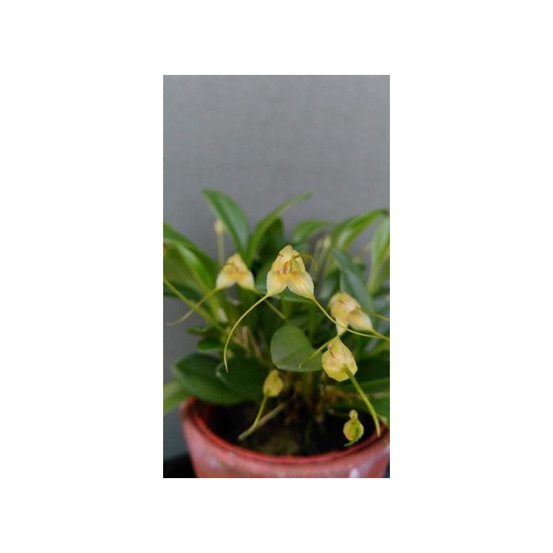 Masdevallia nidifica 'alba'