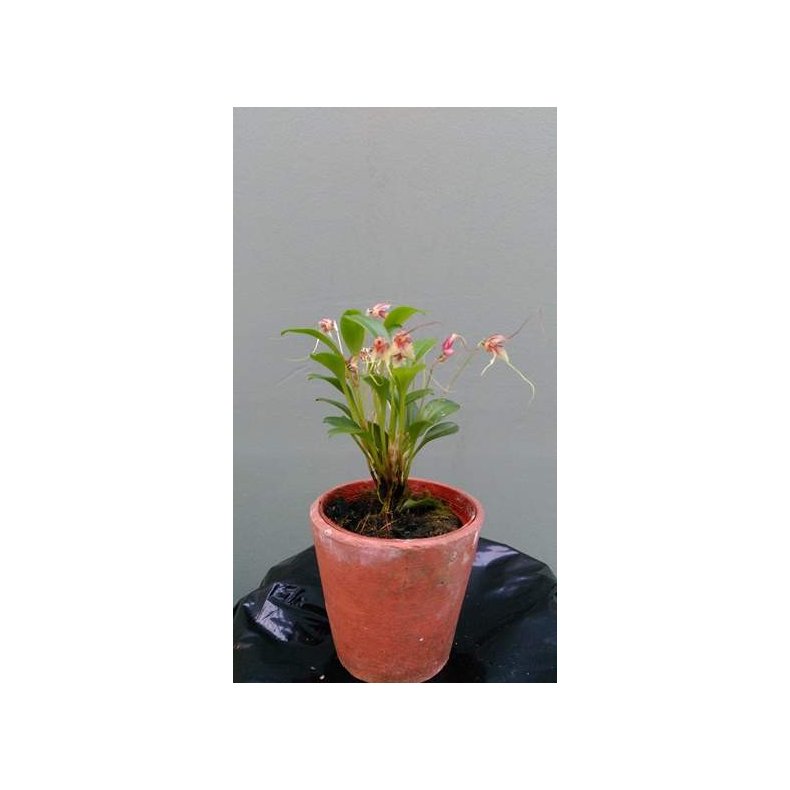 Masdevallia nidifica