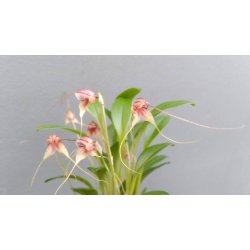 Masdevallia nidifica