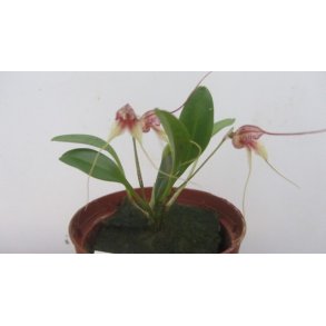 Masdevallia nidifica