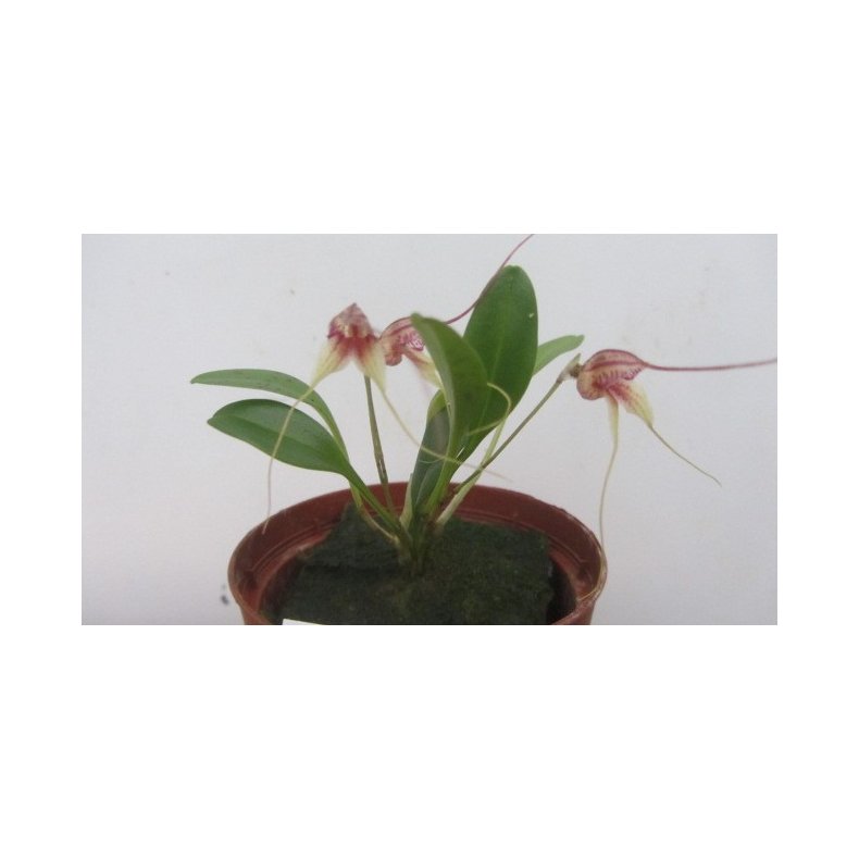 Masdevallia nidifica
