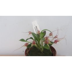 Masdevallia nidifica