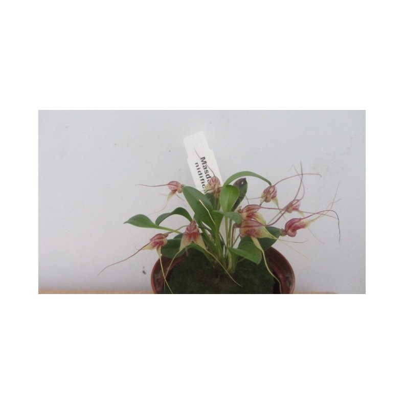 Masdevallia nidifica