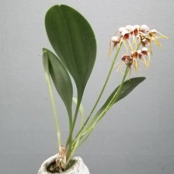 Masdevallia ova-avis