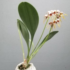 Masdevallia ova-avis