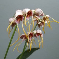 Masdevallia ova-avis