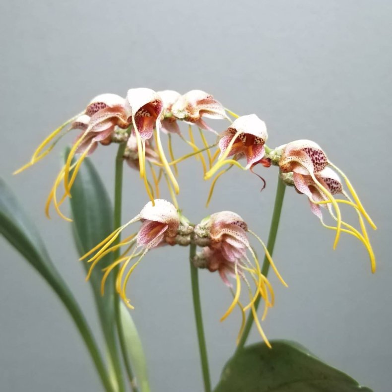 Masdevallia ova-avis