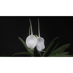 Masdevallia tovarensis