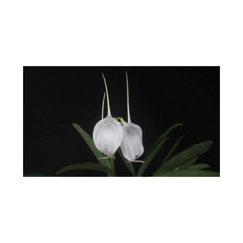 Masdevallia tovarensis