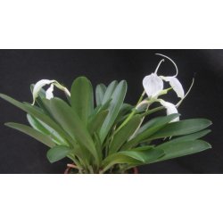 Masdevallia tovarensis