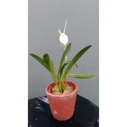 Masdevallia tovarensis