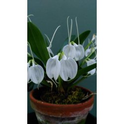 Masdevallia tovarensis