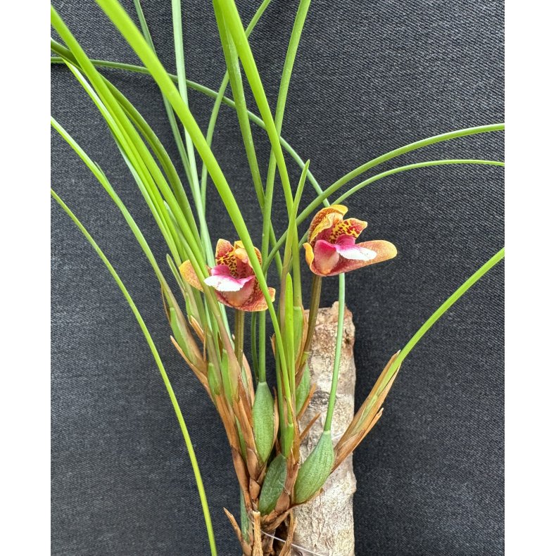 Maxillaria atrosanguinea