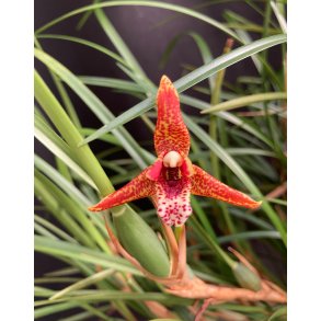 Maxillaria houtteana
