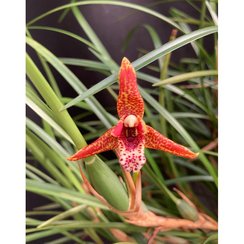 Maxillaria houtteana