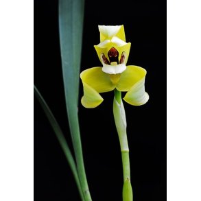 Maxillaria porphyrostele