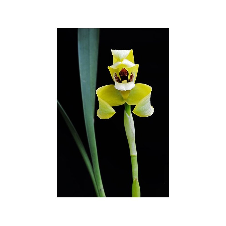 Maxillaria porphyrostele