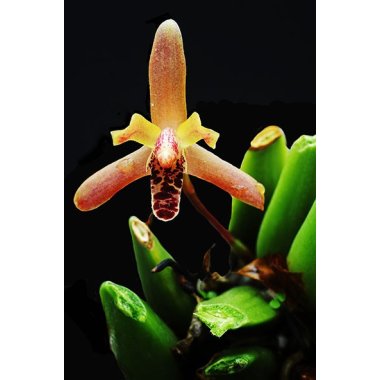 Maxillaria