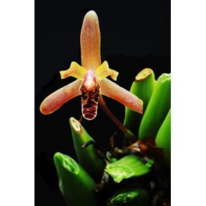 Maxillaria rufescens