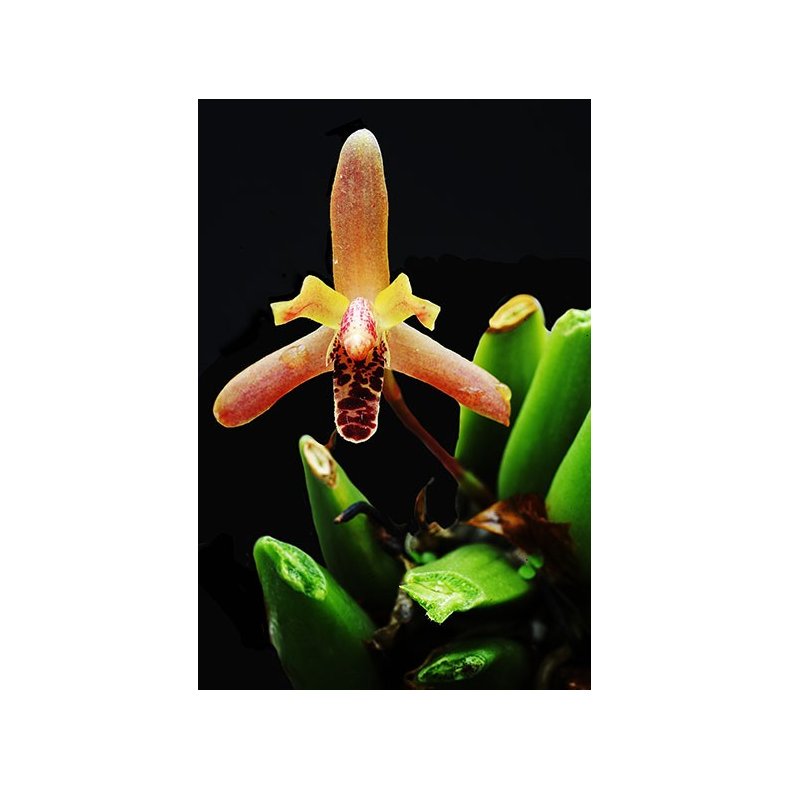 Maxillaria rufescens
