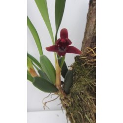 Maxillaria sehunkianum
