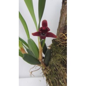 Maxillaria sehunkianum