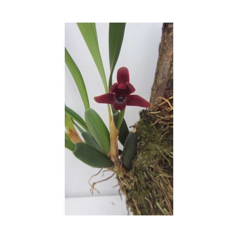 Maxillaria sehunkianum