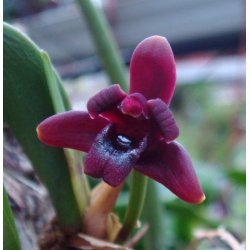 Maxillaria sehunkianum