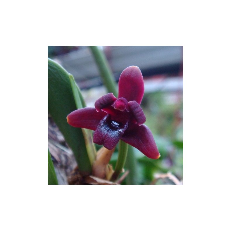 Maxillaria sehunkianum
