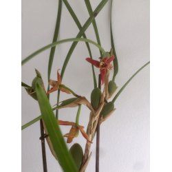 Maxillaria tenuifolia