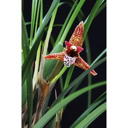 Maxillaria tenuifolia