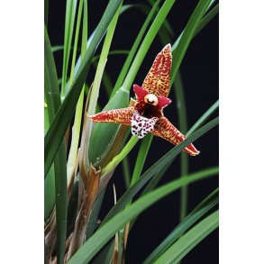 Maxillaria tenuifolia