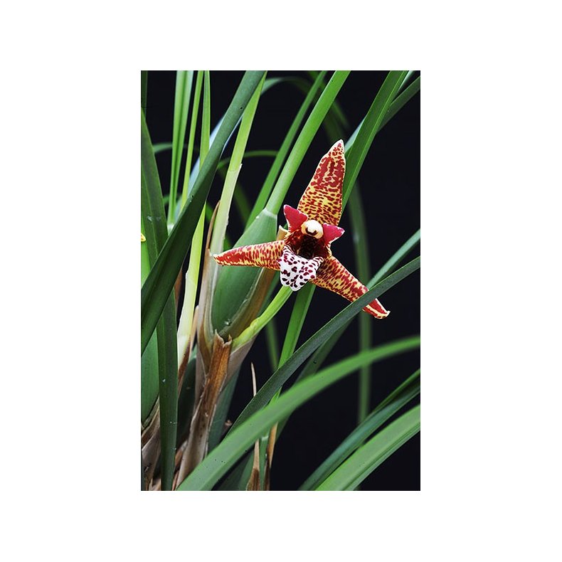 Maxillaria tenuifolia