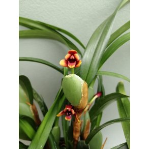 Maxillaria variabilis 'bronze'