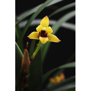 Maxillaria variabilis 'yellow'